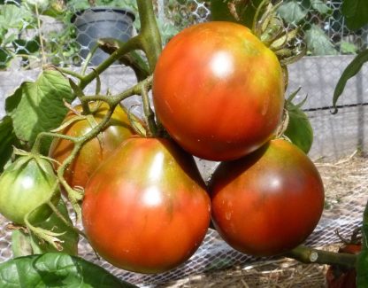 Tomato - Japanese Black Trifele