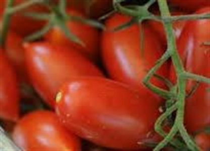 Tomato - Torpedino