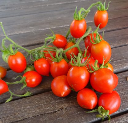 Tomato - Bombetta