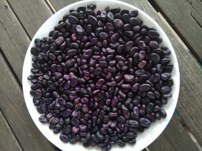 Broad Bean - Cambridge Scarlet