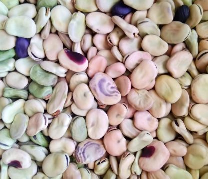 Broad Bean - Breeders Mix