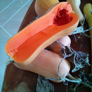 Pumpkin - Bendigo Butternut