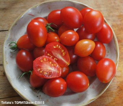 Tomato - Centiflor