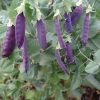 Snow Pea Purple - Delta Dusk