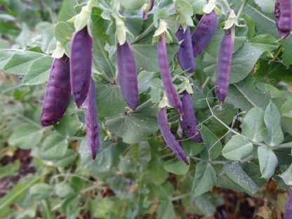 Snow Pea Purple - Delta Dusk