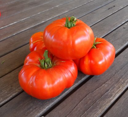 Tomato - Garrote bicolor Aracenes