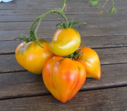 Tomato - Midnight Sun