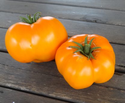 Tomato - New Berlin Gold