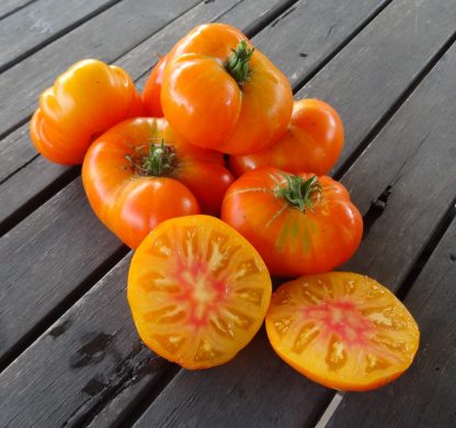 Tomato - Lofthouse Bicolour