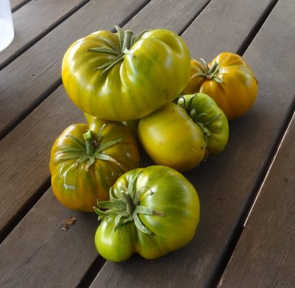 Tomato - Verde de las Landas