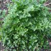 Parsley  - flat leaf - Jill's Selection