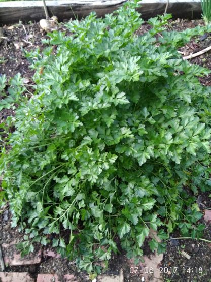 Parsley  - flat leaf - Jill's Selection