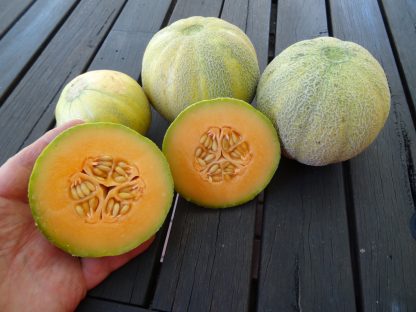Melon Miniliscious