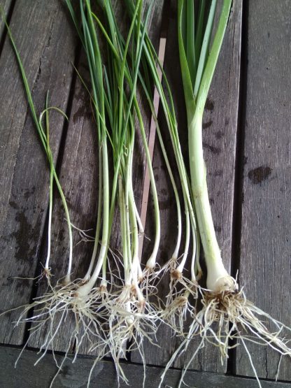 Perennial Leek seedlings