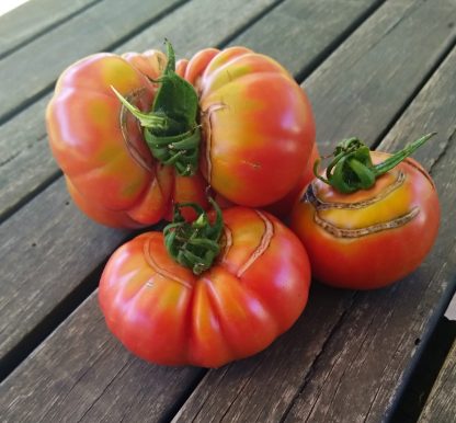 Tomato - '100'