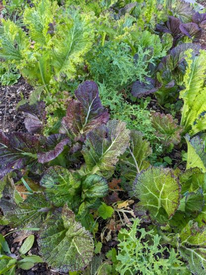 Mustard Greens - Morton’s Magma Mix