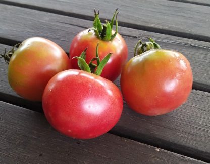 Tomato - Ibiza Blanca