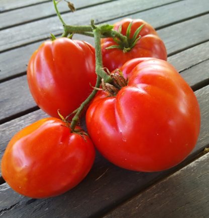 Tomato - Robledillo de la Jara