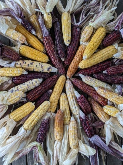 Sweet Corn Astronomy Australie