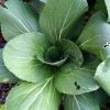 Bok Choy grex (F3/F4) - Image 3