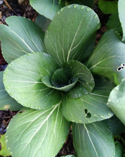Bok Choy grex (F3/F4) - Image 3