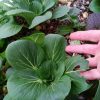 Bok Choy grex (F3/F4) - Image 2