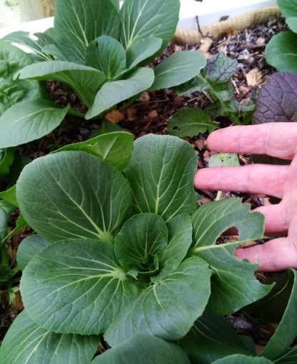 Bok Choy grex (F3/F4) - Image 2