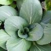 Bok Choy grex (F3/F4)