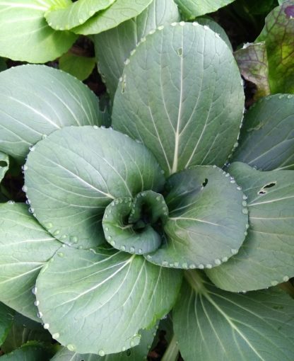 Bok Choy grex (F3/F4)