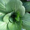 Bok Choy grex (F3/F4) - Image 4