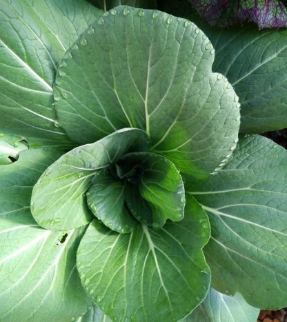 Bok Choy grex (F3/F4) - Image 4