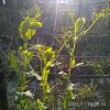 Snow Pea Yellow - Venus - Image 3
