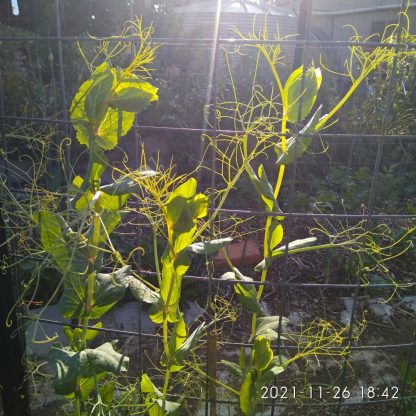 Snow Pea Yellow - Venus - Image 3