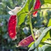 Snow Pea Red - Mars