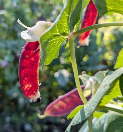 Snow Pea Red - Mars