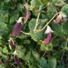 Snow Pea Red - Mars - Image 2