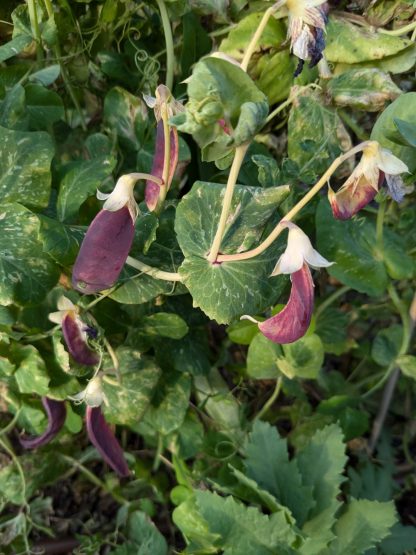 Snow Pea Red - Mars - Image 2