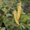 Snow Pea Yellow - Venus