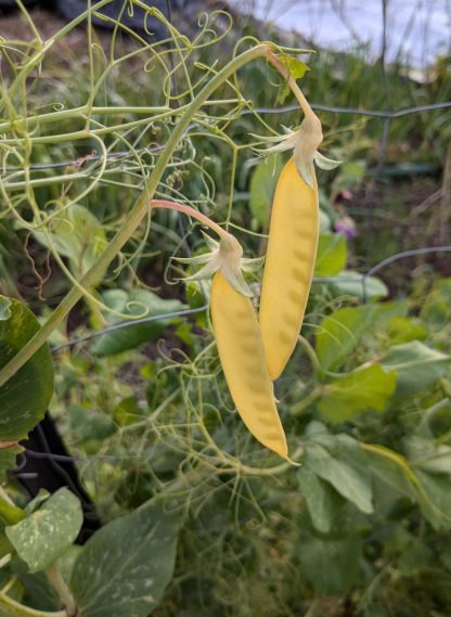 Snow Pea Yellow - Venus