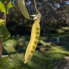 Snow Pea Yellow - Venus - Image 2