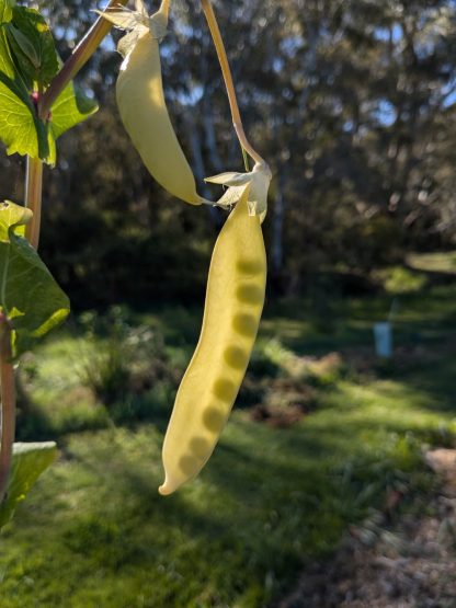 Snow Pea Yellow - Venus - Image 2