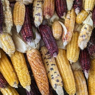 Sweet Corn Astronomy Domine 'Bendigo'