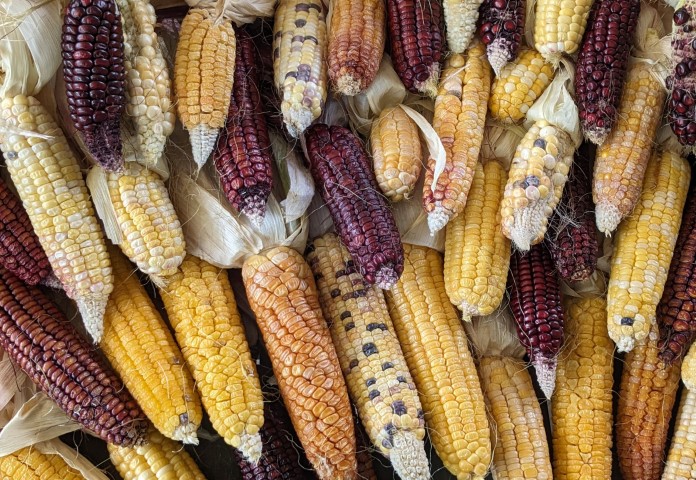 Sweet Corn Astronomy Domine 'Bendigo'