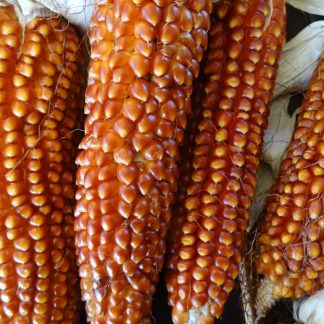 Corn Floriani Red Flint
